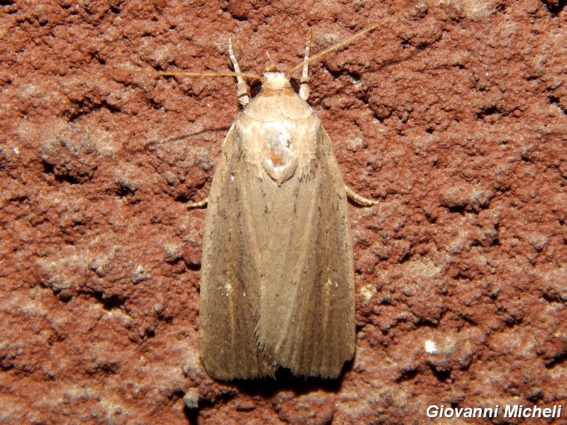 Noctuidae di stasera da confermare